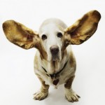 Bassett Hound with HUGE Ears perked up