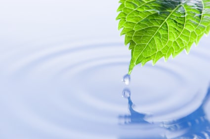 eco leaf touching water