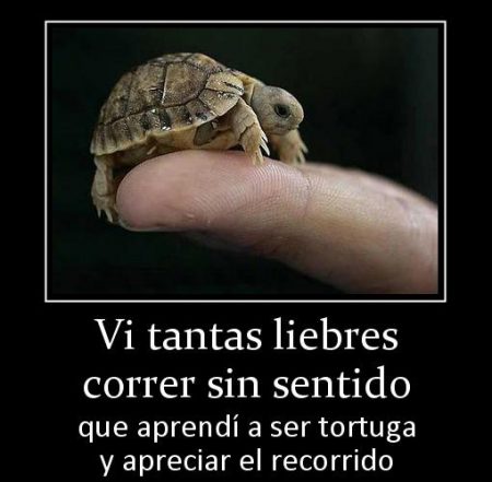 72084_vi_tantas_liebres_correr_sin_sentido