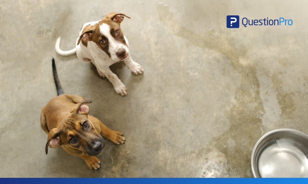 Rescued animals, animal shelters and pet ownership | QuestionPro